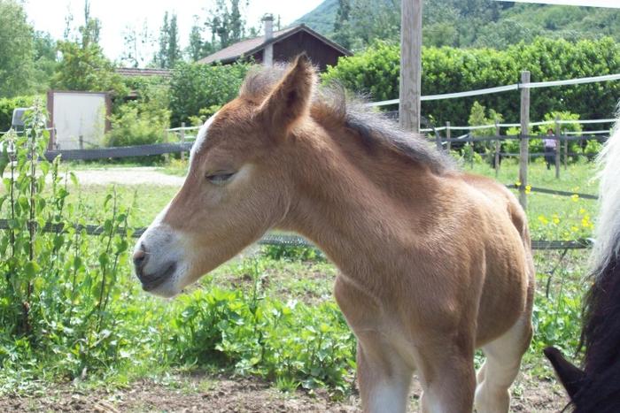 Haras des Collieres, PFS, Welsh B  - Page 3 M_147998643_0