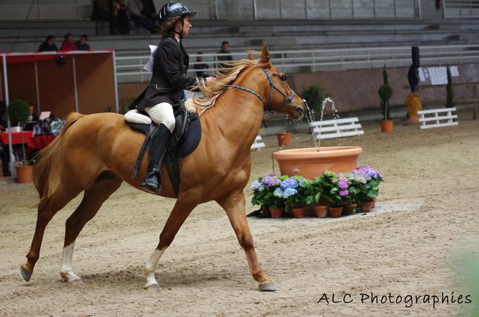 mes arabes, Dsa et chevaux de coeur M_148260898_0