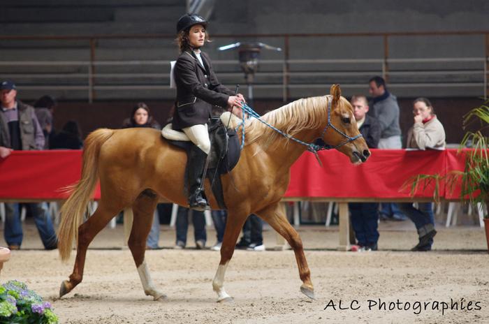 mes arabes, Dsa et chevaux de coeur M_148260927_0