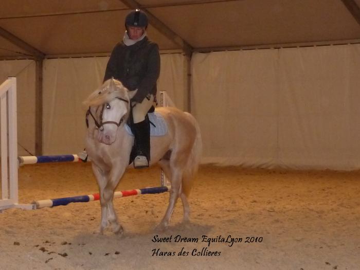 HOEKHORST SWEET DREAM étalon Welsh B palomino - Page 5 M_168960523_0