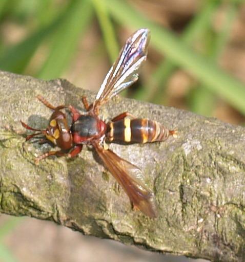 [Conops sp.] Diptère très bizarre  M_190219084_0