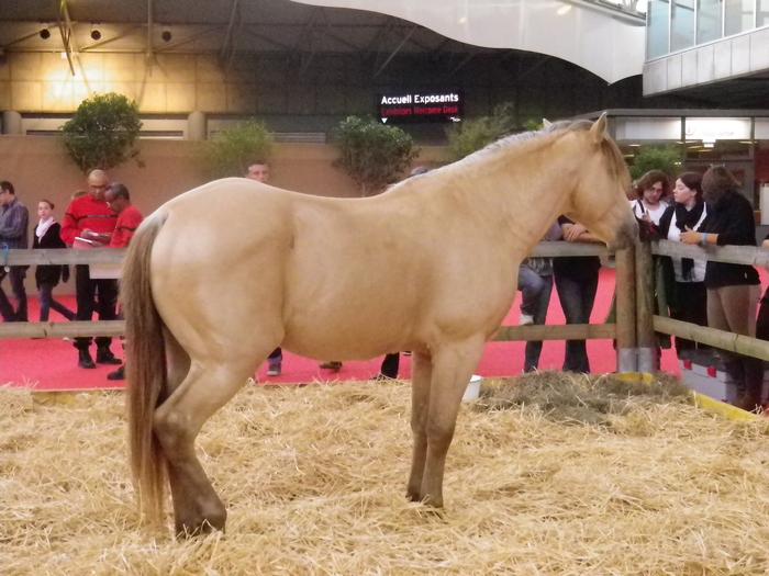 Equita'Lyon, le salon du cheval 2011 M_212907281_0