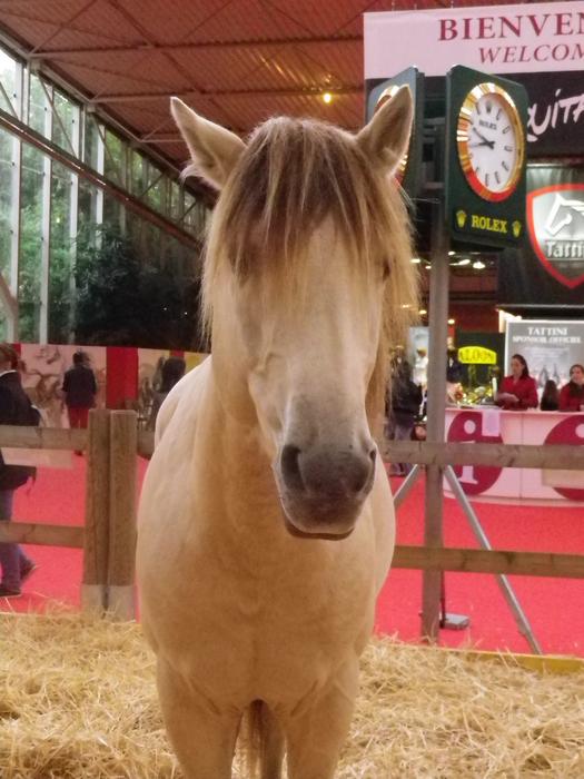 Equita'Lyon, le salon du cheval 2011 M_212907509_0