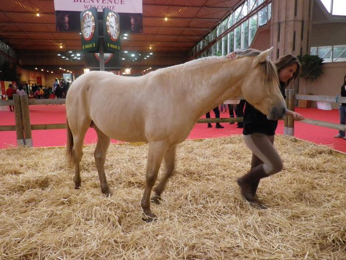 Equita'Lyon, le salon du cheval 2011 M_212907614_0