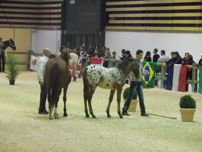 Equita'Lyon, le salon du cheval 2011 M_213507684_0