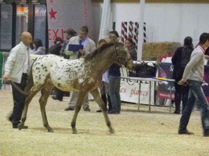 Equita'Lyon, le salon du cheval 2011 M_213508770_0