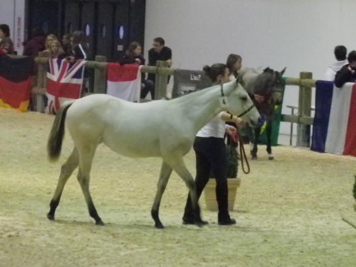 Equita'Lyon, le salon du cheval 2011 M_213510305_0