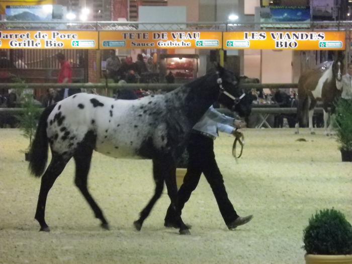 Equita'Lyon, le salon du cheval 2011 M_213511120_0