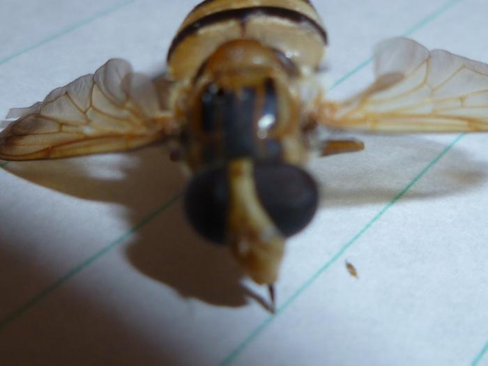 [Volucella inanis] Confirmation d'identification M_214830653_0