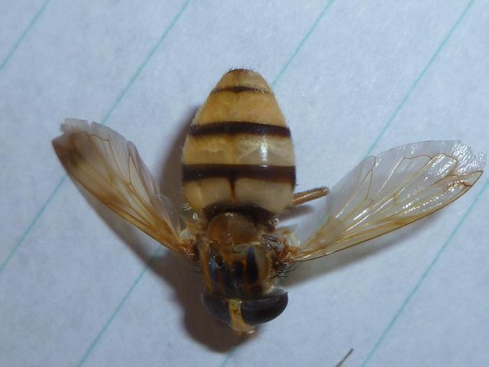 [Volucella inanis] Confirmation d'identification M_214830691_0