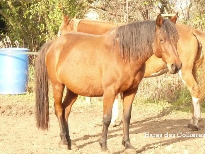 Haras des Collieres Sweet Dream PAPA - Page 17 M_216324991_0