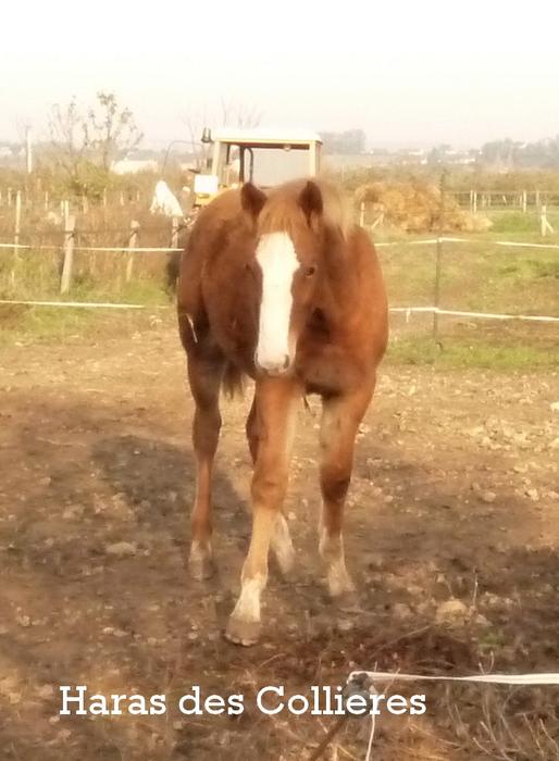 Haras des Collieres Sweet Dream PAPA - Page 17 M_216324688_0