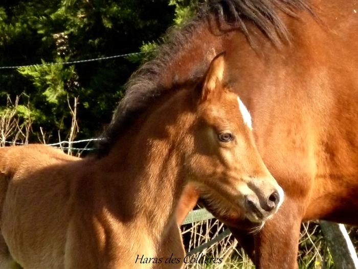 Haras des Collieres Sweet Dream PAPA - Page 18 M_234882040_0