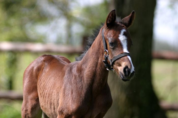 Vente car Cessation de l'elevage au Haras D'Omnia M_238281376_0