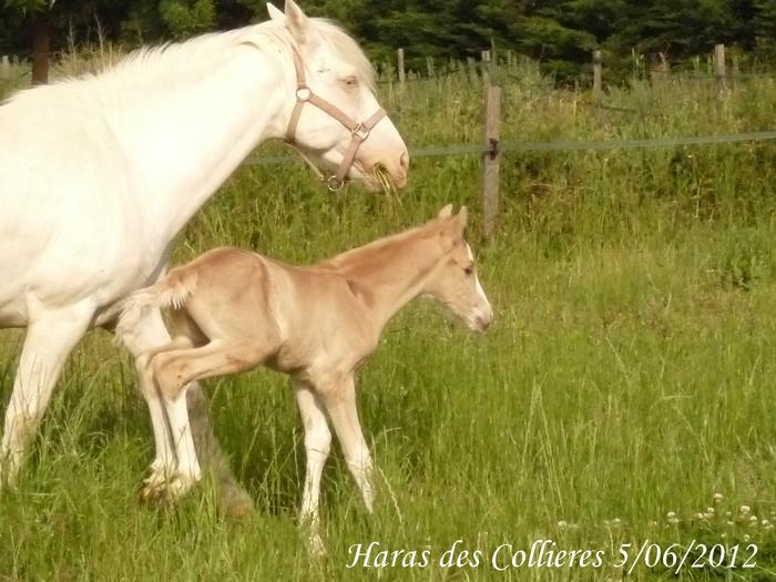 Canada des Collieres PFS M_239250673_0