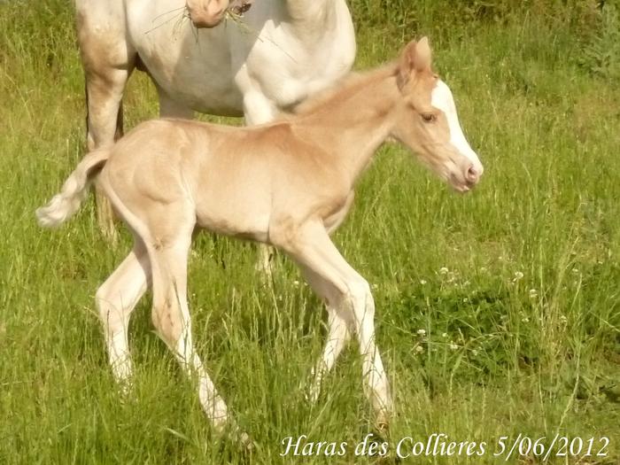 Canada des Collieres PFS M_239250740_0