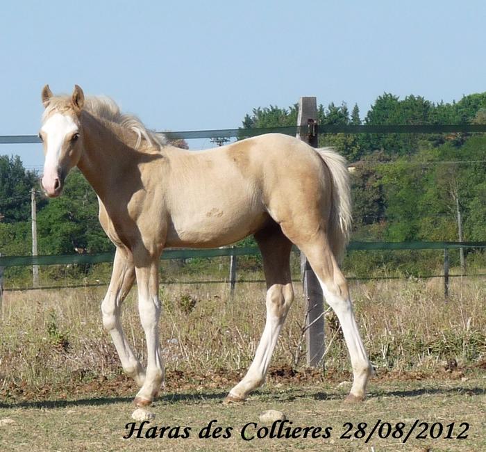 Canada des Collieres PFS M_248744000_0