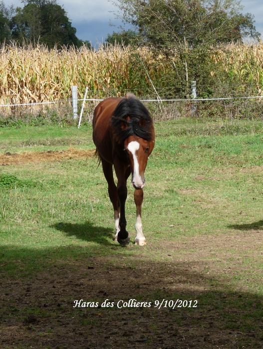 poulain de 3 ans PFS disponible M_254091273_0