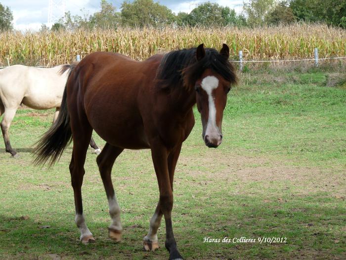 poulain de 3 ans PFS disponible M_254091402_0