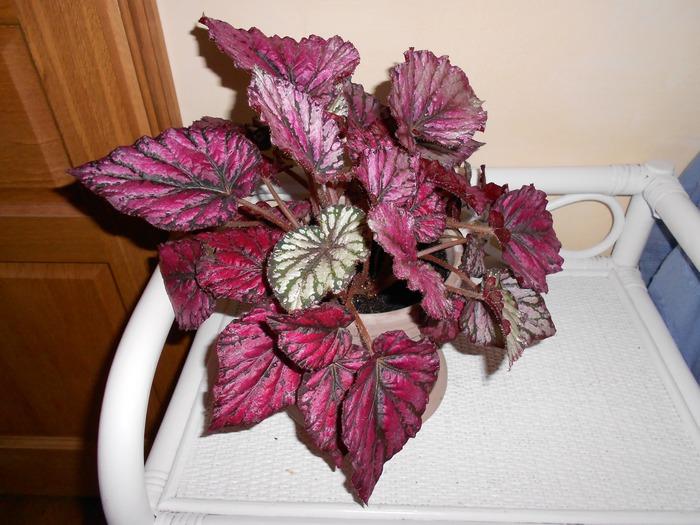 Nom de ce Begonia  M_258637001_0