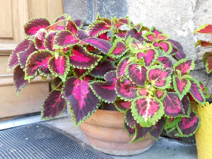 co-co-coleus!!!! M_260472895_0