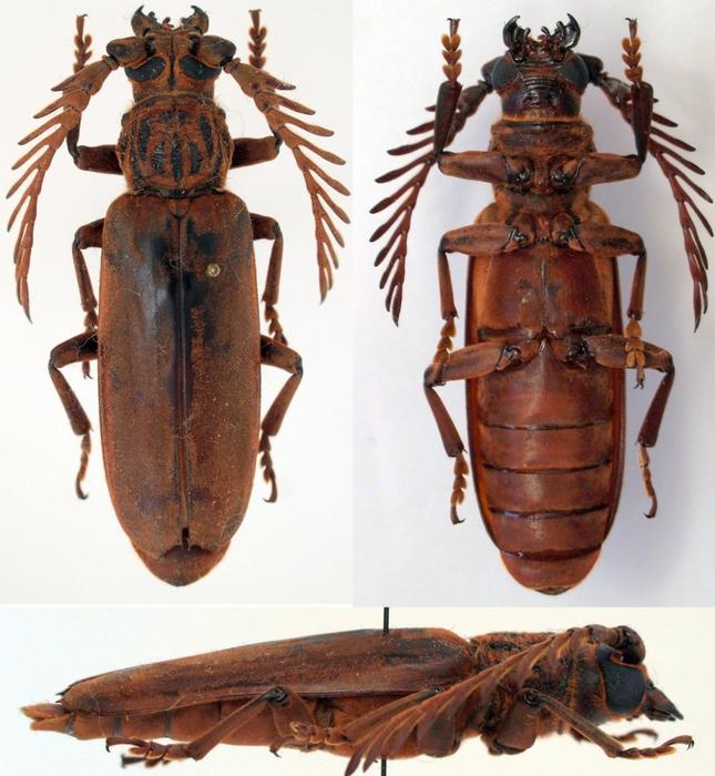 [Genre Cyriopalus] Devinette Cerambycidae M_260656985_0
