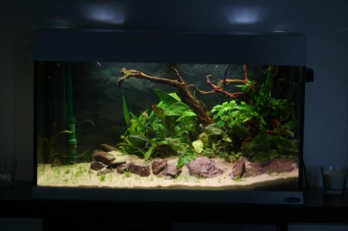 projet d'aquascaping !  - Page 2 M_267332884_0