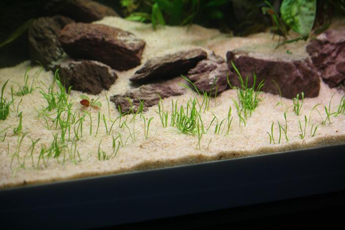 projet d'aquascaping !  - Page 2 M_267336274_0
