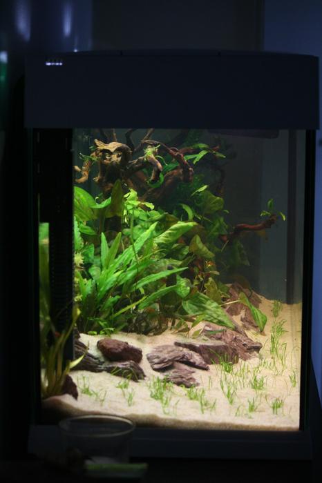 projet d'aquascaping !  - Page 2 M_267337287_0