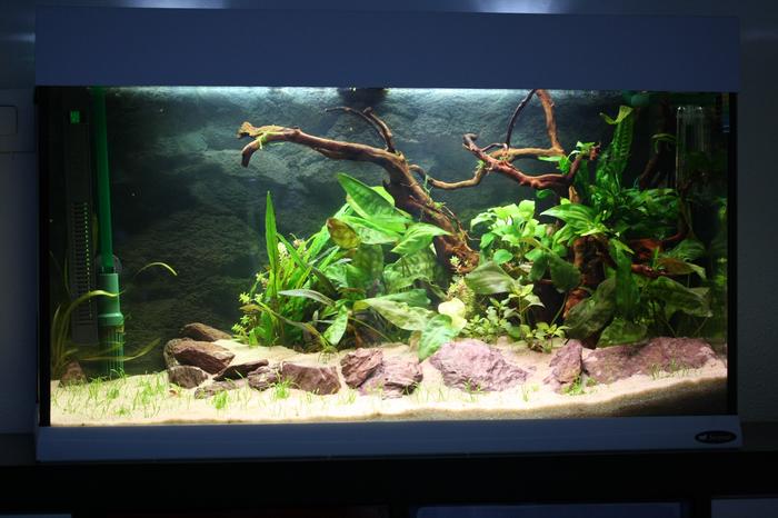 projet d'aquascaping !  - Page 2 M_267877908_0