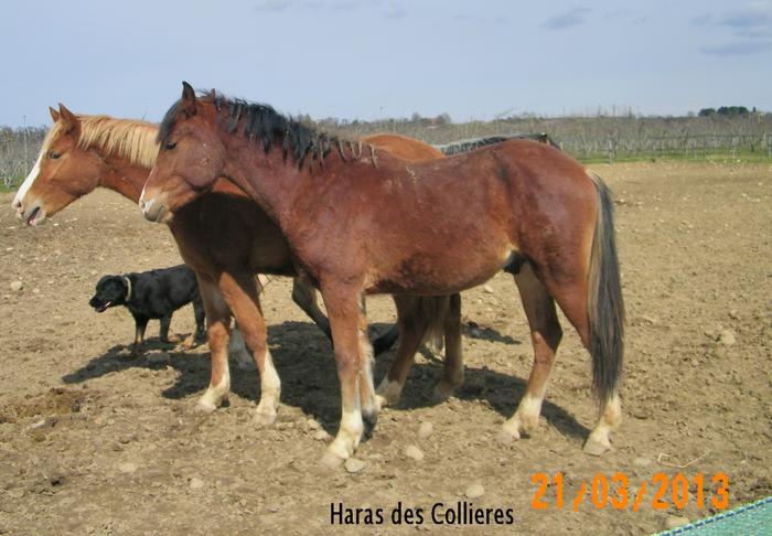 poulain de 3 ans PFS disponible M_275388655_0