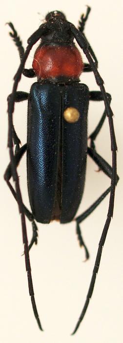[Muscidora tricolor] Cerambycidae Costa Rica M_278164658_0