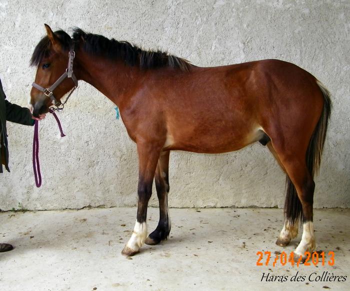 poulain de 3 ans PFS disponible M_283055180_0