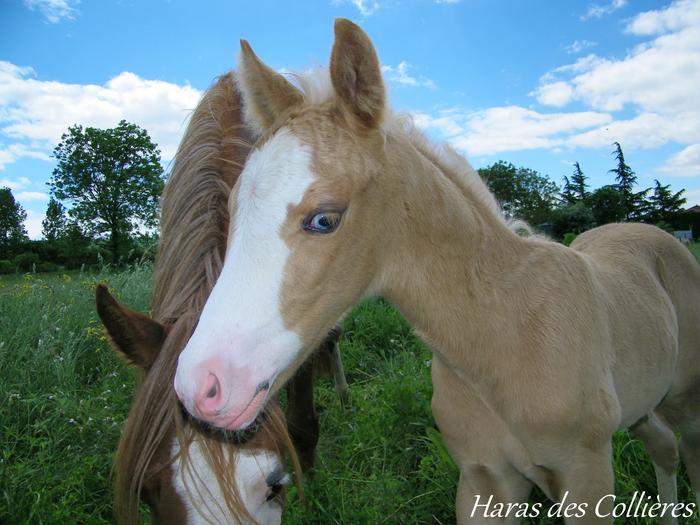 HOEKHORST SWEET DREAM étalon Welsh B palomino - Page 7 M_285647312_0