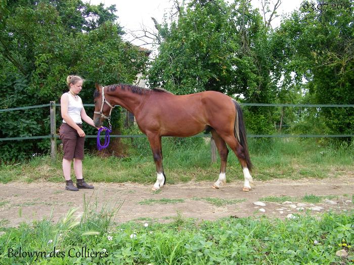 poulain de 3 ans PFS disponible M_294716528_0