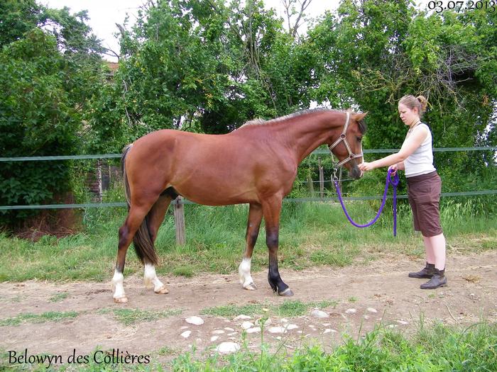 poulain de 3 ans PFS disponible M_294718597_0