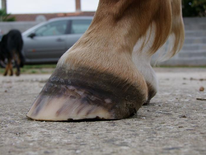 Avis sur ses pieds, résine pour fourmillière ? - Page 6 M_298036761_0