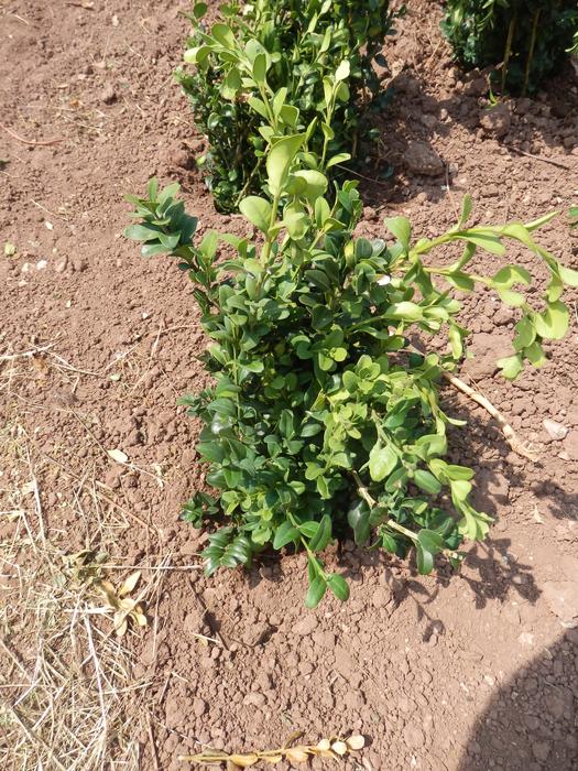 Protéger ses jeunes plants avec des fougères M_296664044_0