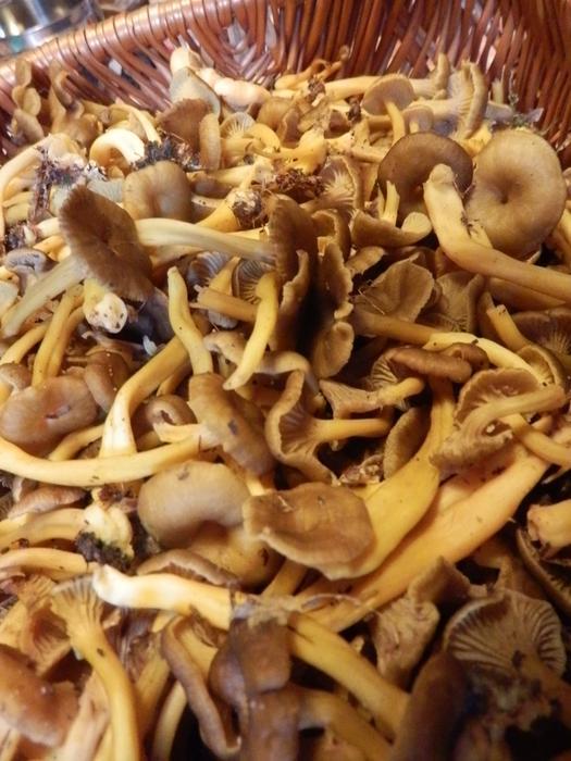 [Cueillette/culture] Les champignons M_314285248_0