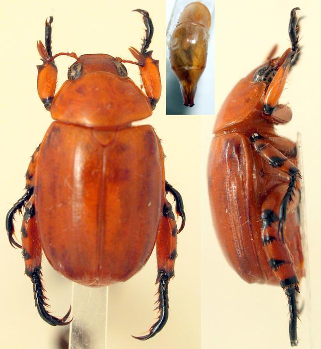 [Anomala cardinalis] Rutelinae Congo M_412219805_0