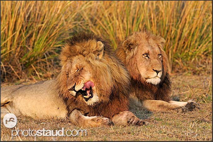 عالم البراري Zambia-kafue-lion-009.3