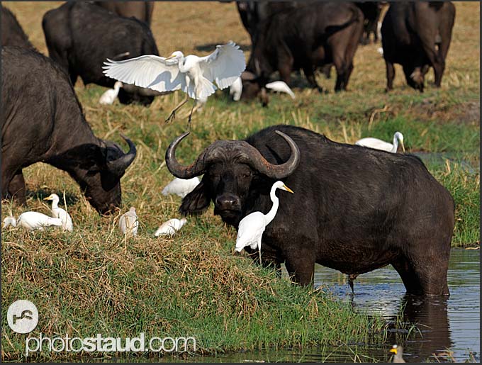 عالم البراري Zambia-kafue-wildlife-005.3