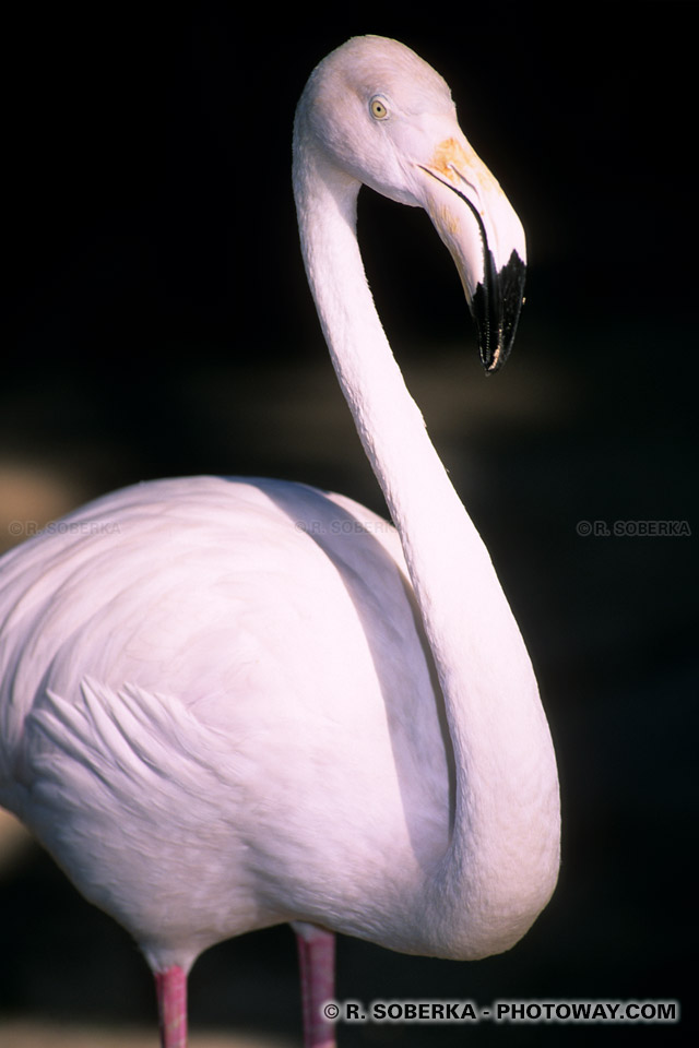 Donne moi la photo que je demande.... - Page 5 EAU04_172-flamants-roses