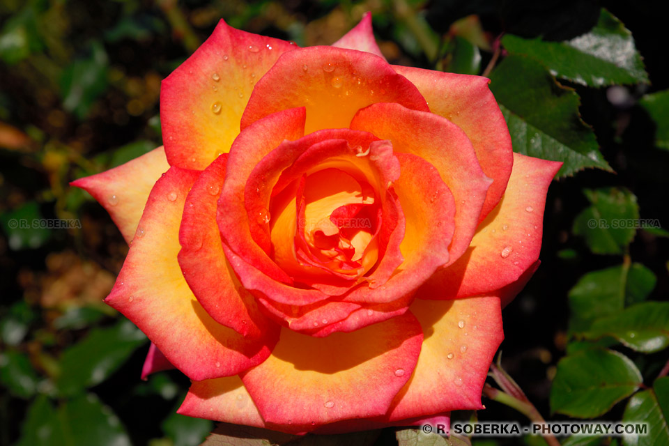 karma - Poésie/Créations des Membres: Dame Nature par Karma Younten Zongmo NZEL06_441-rose-geante
