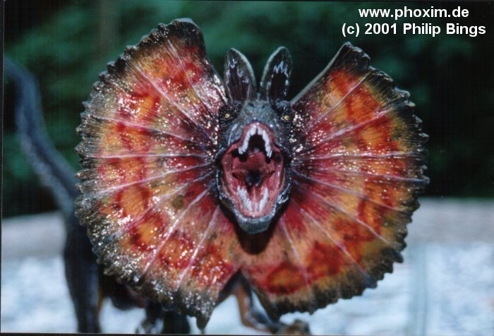 Imagenes JP Philip_bings_dilophosaurus1