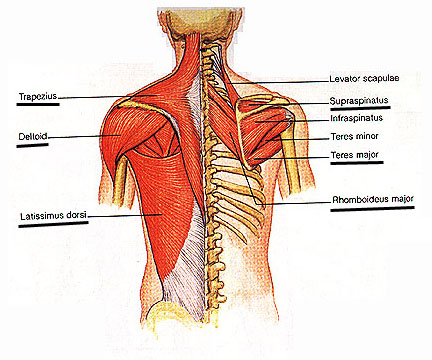 اّلام الظهر وأسبابها وطرق العناية منها Back_muscle