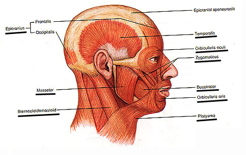 My temples are producing new hair Head_muscle