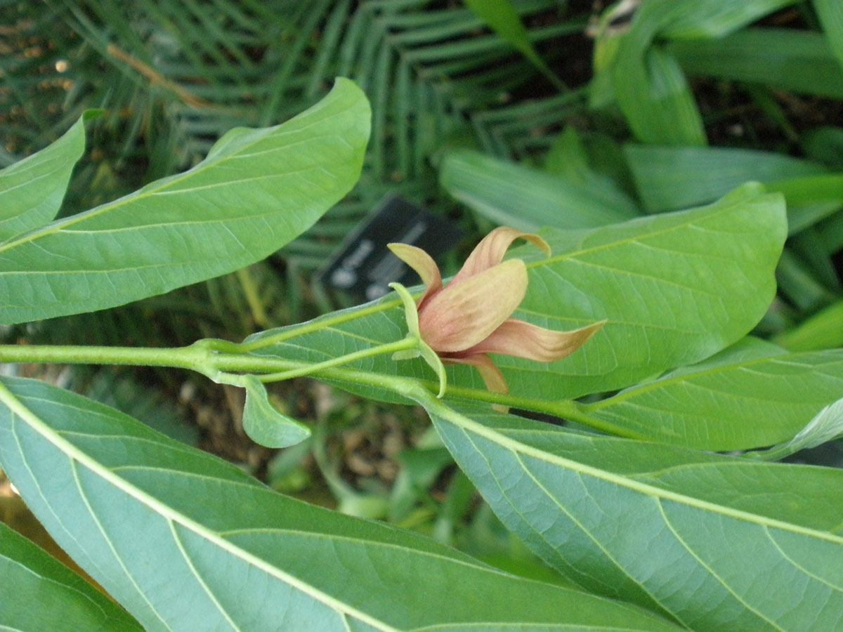 TÌNH YÊU CÂY CỎ  - Page 53 Annonaceae1