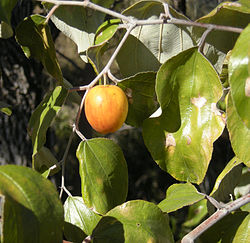 un fruitier pas de chez nous par blucat (10 juillet) trouvé par ajonc Zizyphus_mauritiana_fruit