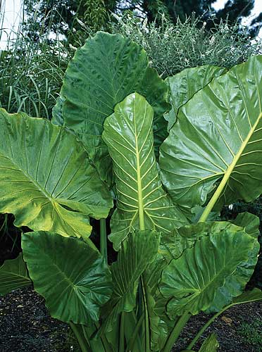  النباتات المائية والنصف مائية Alocasia%20macrorizza